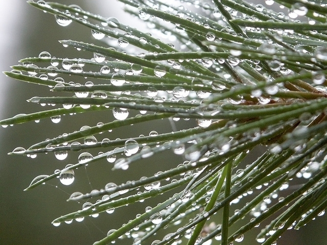 Autors: freeimages.com