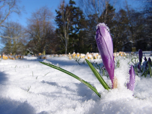 Autors: freeimages.com