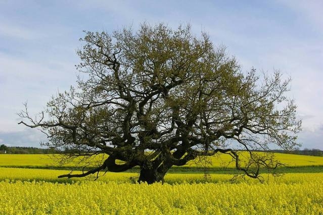 Autors: freeimages.com