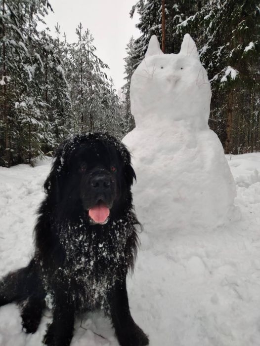 Ņūfaundlendiete Zum Zum bez pēdām ir pazudusi jau trīs nedēļas. Saimnieki joprojām turpina viņu meklēt.  
Autors: AIVIS BEĶERIS