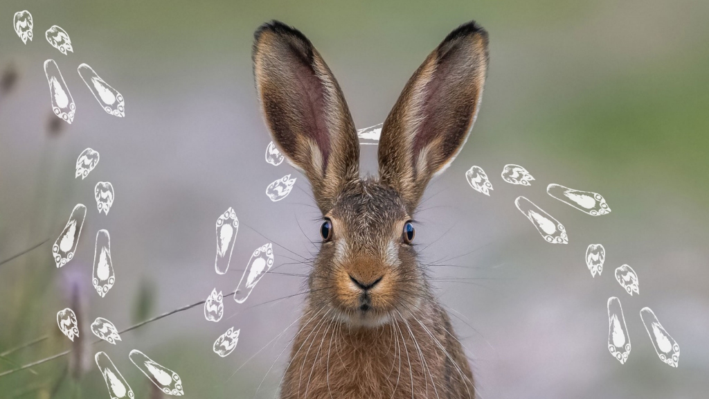 Autors: Latvijas Nacionālā dabas muzeja arhīvs