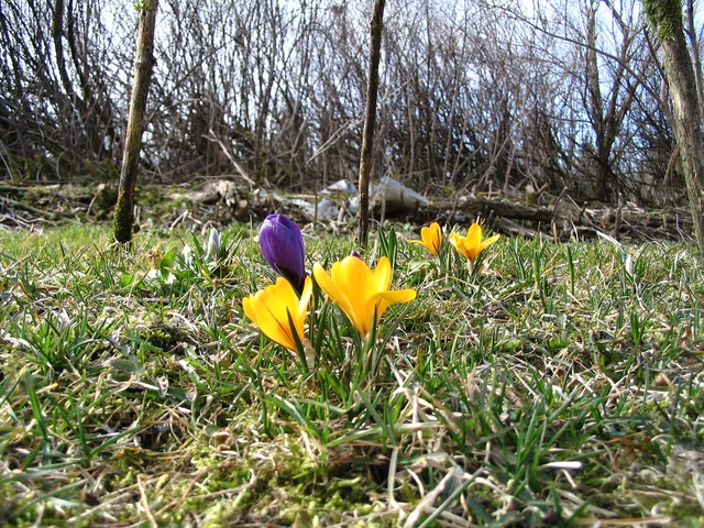 Autors: freeimages.com