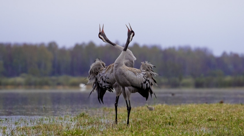 Autors: Dāvis Drozdovskis