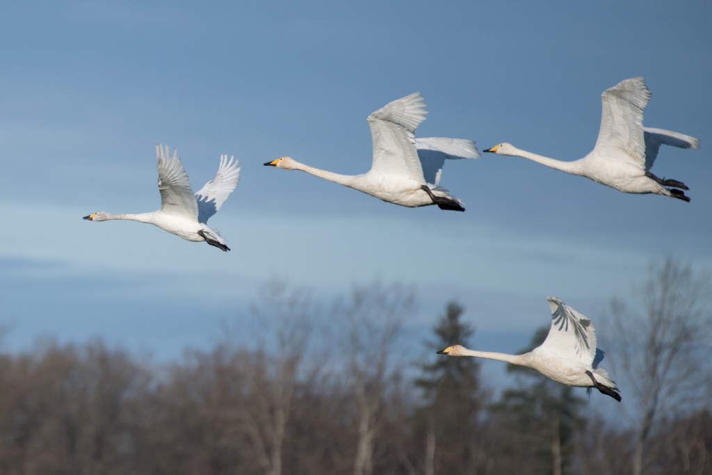 Autors: Rolands Linejs