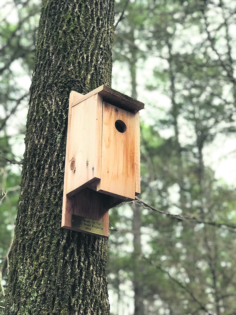 Klāt pavasaris, un ārā jau dzirdam pirmās putnu dziesmas. Laiks pagatavot viņiem jaunu mitekli! 
Autors: “Pexels.com”