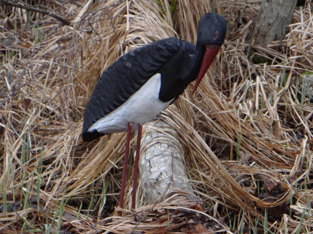 Dodoties pastaigā pa tuvākā un tālākā apkārtnē izslavēto Lustiņdruvas pastaigu taku, kas izveidota Kārķos, netālu no Lāču galda visā savā lepnībā gozējas melnais stārķis jeb gandrs.