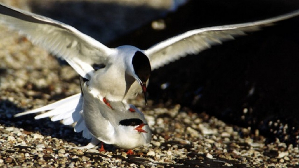 Kadrs no dokumentālās filmas 