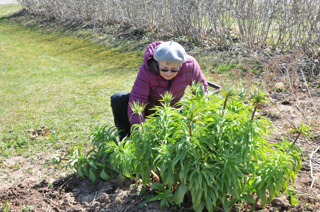 Daudzi no Ērikas Podnieces plašās ziemciešu kolekcijas vēlējās savā īpašumā iegūt karaliskās fritilārijas jeb ķeizarkroņus. Pati puķkope uzmanīgi izraka bagātīgos stādus un dāvināja visiem gribētājiem.                                                                                                                                                                                    
Autors:  INGA KARPOVA