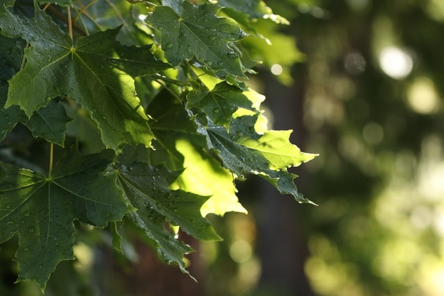 Autors: unsplash.com