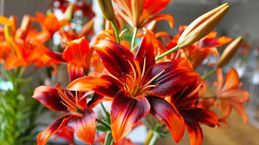 Autors: LNDM arhīvs