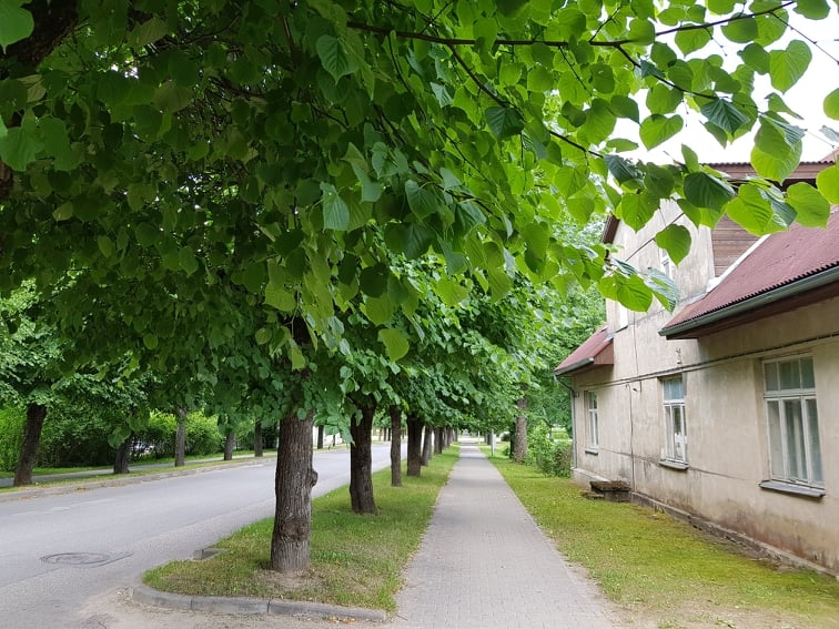 Šovasar vairāki valcēnieši “Ziemeļlatvijai” norādījusī, ka vareno liepu zari Raiņa ielas posmā, sākot no Raiņa un Beverīnas ielas krustojumam līdz pat Gaisa tiltam, ir traucējoši un prasās pēc sakopšanas. Šajās mājas dienas gaismu neredzēt.                                                                                                                                                                                                                
Autors: INGA KARPOVA