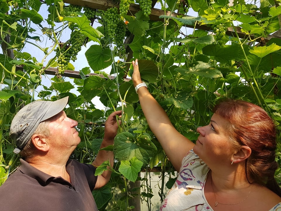 Šogad pirmo reizi Ērģemes pagasta “Straumītēs” plašajā 12 metru garajā un sešus metrus platajā plēves siltumnīcā bagātīga vīnogu raža iepriecina mājas saimnieku Māri Bošu un meitu Zani Mīļo. Kopā ar vīnogām, kas ienākas no divus trīs gadus veciem vīnogulājiem, aug arī gurķi, sastādīti 230 plastmasas spaiņos.                                                                                                                                                                                                                              
Autors: INGA KARPOVA