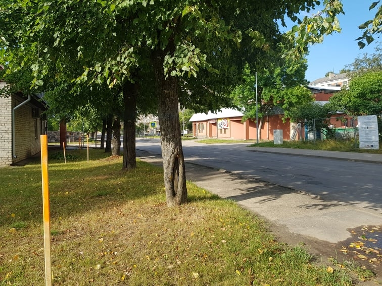 Valcēniešus satrauc redzētais Ausekļa ielas sākumā, kur pie liepām iesprausti aizdomīgi mietiņi. Cilvēki domā, ka ielas remonta laikā kokus nocirtīs.                                                                                                                    
Autors: INGA KARPOVA