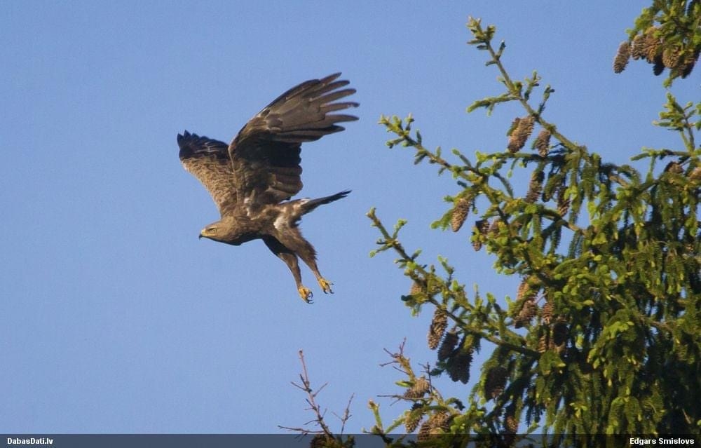 Autors: Edgars Smislovs