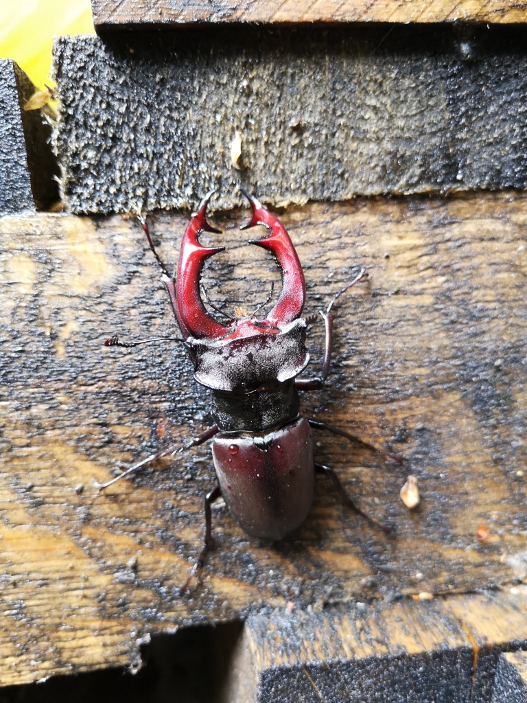 Autors: Aivars Dunskis