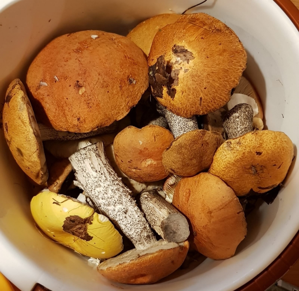 Rūdīti sēņotāji sēnes meklē brikšņos, egļu mežos, gravās – tur, kur  mitrāks, un tad ir arī rezultāts. Tiek salasītas gan bekas, gan bērzlapes, no kurām sanāk garšīgas sēņu karbonādes.                                                                                                                                                                                                  
Autors: INGA LAZDIŅA