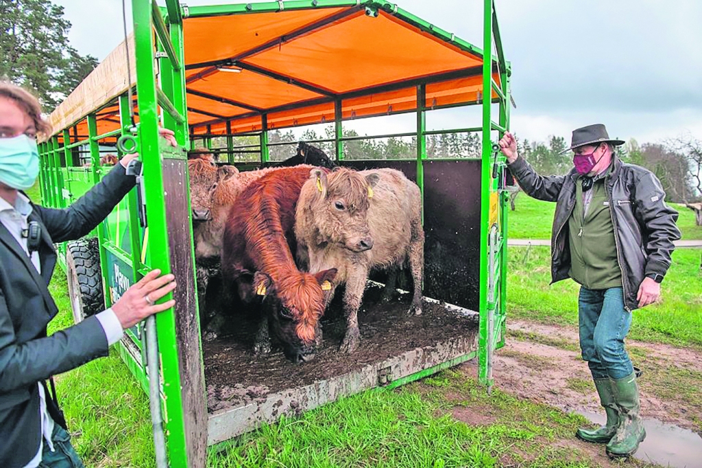 Viens no labākajiem veidiem, kā palīdzēt pļavām atgūt augu sugu daudzveidību un pierasto pļavu puķu krāšņumu, ir noganīšana. Latvijas Dabas fonda projektā “GrassLIFE” 2018. gadā ir izveidots mobilais ganāmpulks. Ganīšanas sezonā tas īpaši pielāgotā piekabē dodas uz dažādām dabiskajām pļavām Latvijā. Šogad govis noganīs ap 220 hektāru, bet pavisam šajos gados noganīti ap 500 hektāru. Ganību vietas izvēlas vides eksperti, un teritorijā ir elektriskais gans.                                                                                                                                                                                                            
Autors: Foto no “GrassLIFE”/K.Kalns