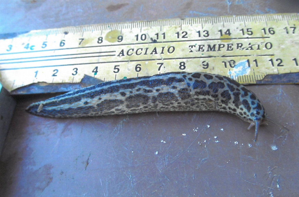 Lai noskaidrotu, kas ir šis izmēros iespaidīgais gliemezis, pēc mūsu lasītāja lūguma sazinājāmies ar Latvijas Nacionālo dabas muzeju.
Autors: ARTURS LIELAIS