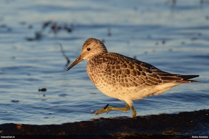 Autors: Baiba Barkāne