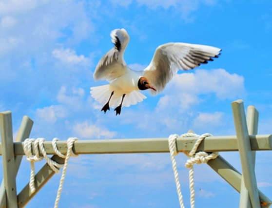 Autors: Publicitātes foto