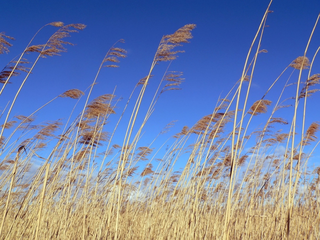 Autors: freeimages.com