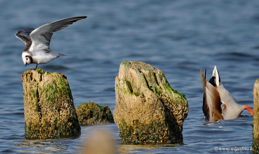 Melnais zīrīņš.
Autors: Selga Bērziņa