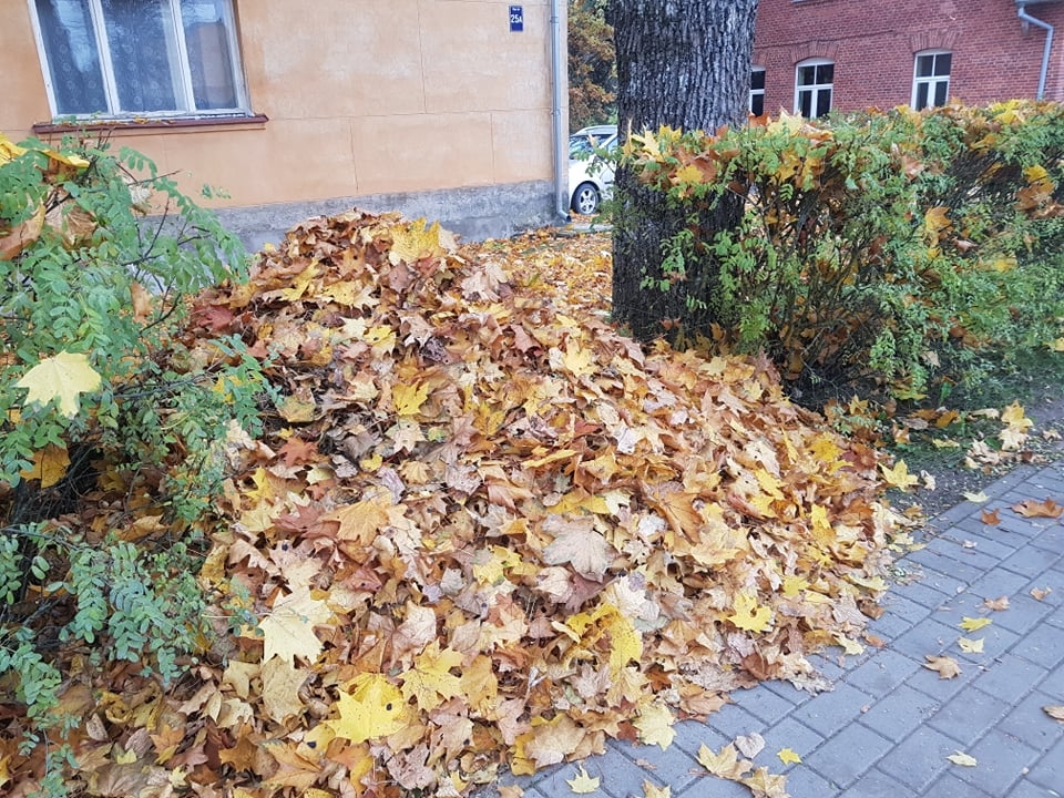 Pēdējā laikā strauji birstošās lapas rada papildu rūpes daudziem privātmāju iedzīvotājiem. Šoruden ir iespēja pieteikt lapu izvešanu. 
Autors: INGA KARPOVA 