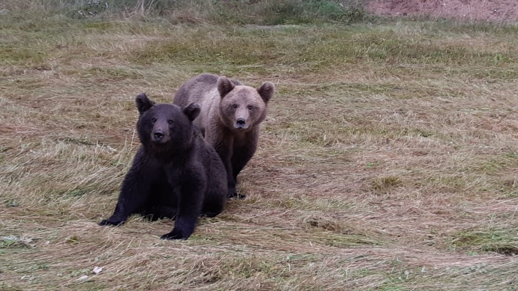 Autors: Andrejs Kalniņš