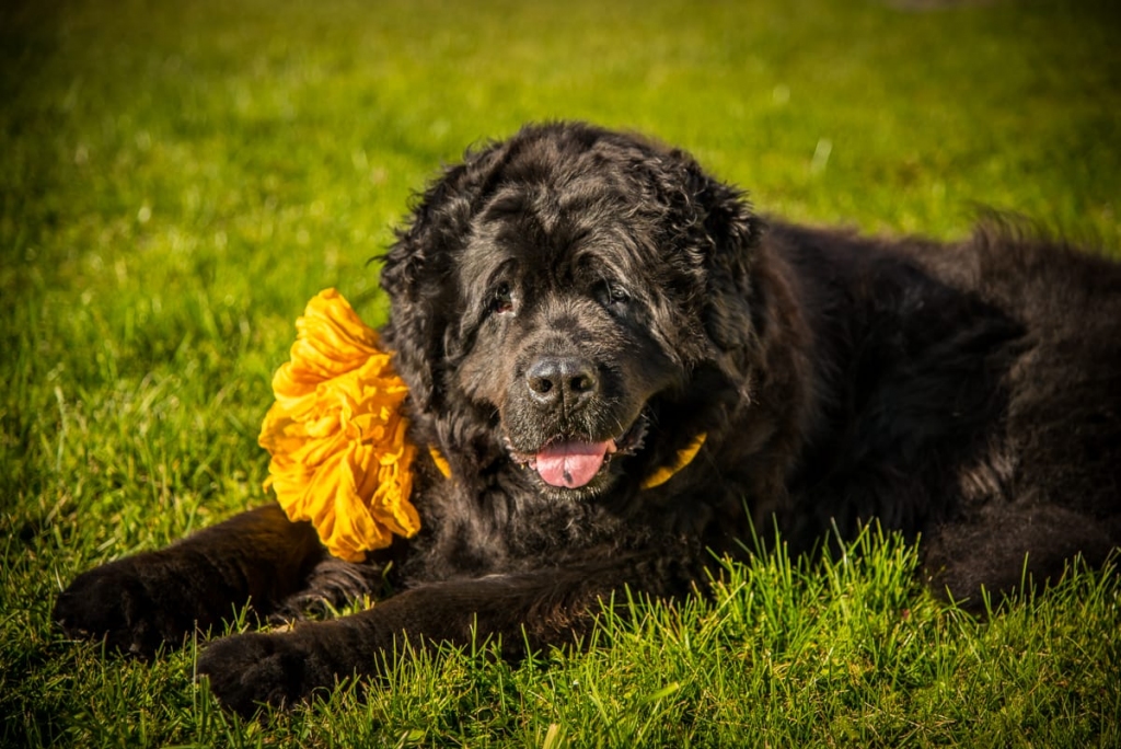Kanisterapijā un cilvēku glābšanā uz ūdens apmācītā Black Imp Drizzle Dudu (Dūda)  ir nodzīvojusi divu suņu mūžu. Sastapt 14 gadus vecu ņūfaundlendieti ir liels retums, tādēļ Dūdas 14 gadi un seši mēneši šomēnes, vēl pirms “lokdauna”, tika atzīmēti plašākā cilvēku un suņu sabiedrībā ar dāvanām un balvām.               
Autors: LINDA LĀMA