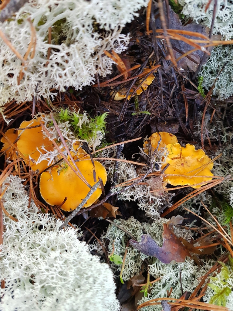 Autors: Inga Karpova