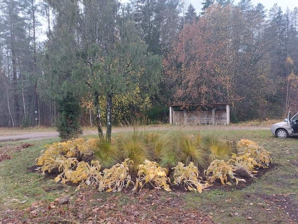 Valkā biedrība “Atbalsts Valkai” iecerējusi labiekārtot Zāģezera pludmali, lai nākamajā atpūtas sezonā ezerā būtu piejams pontons. Taču jau šoruden ezera apkārtnē novada pašvaldības Pilsētas teritorijas apsaimniekošanas nodaļa iztīrīja satiksmes autobusu pieturas apkārtni no krūmiem un ierīkoja jaunus apstādījumus, iestādot no Lugažu laukuma pārvestos augus un stādus.                                                                                              
Autors: NO PERSONĪGĀ ARHĪVA