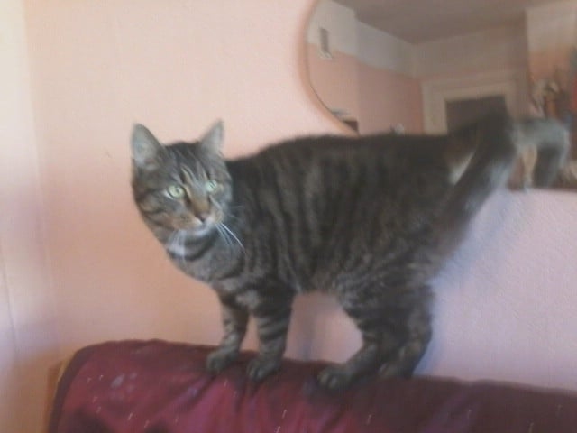 Bezgala mīlīgs, strīpains murrātājs būs izcils draugs un uzticams ģimenes mīlulis ikvienam, kurš runčukam sniegs ne tikai pajumti, ēdienu, bet arī mīlestību.                                                                                        
Autors: NO PERSONĪGĀ ARHĪVA