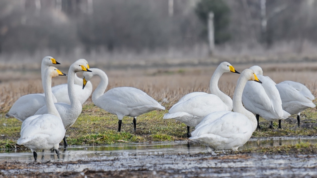 Autors: Selga Bērziņa