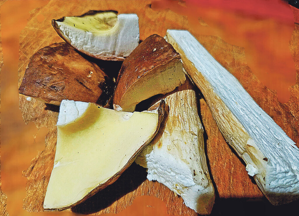 BARAVIKAS SAGRIEŽ LIELOS gabalos, jo kaltēšanas procesā tās sarausies.