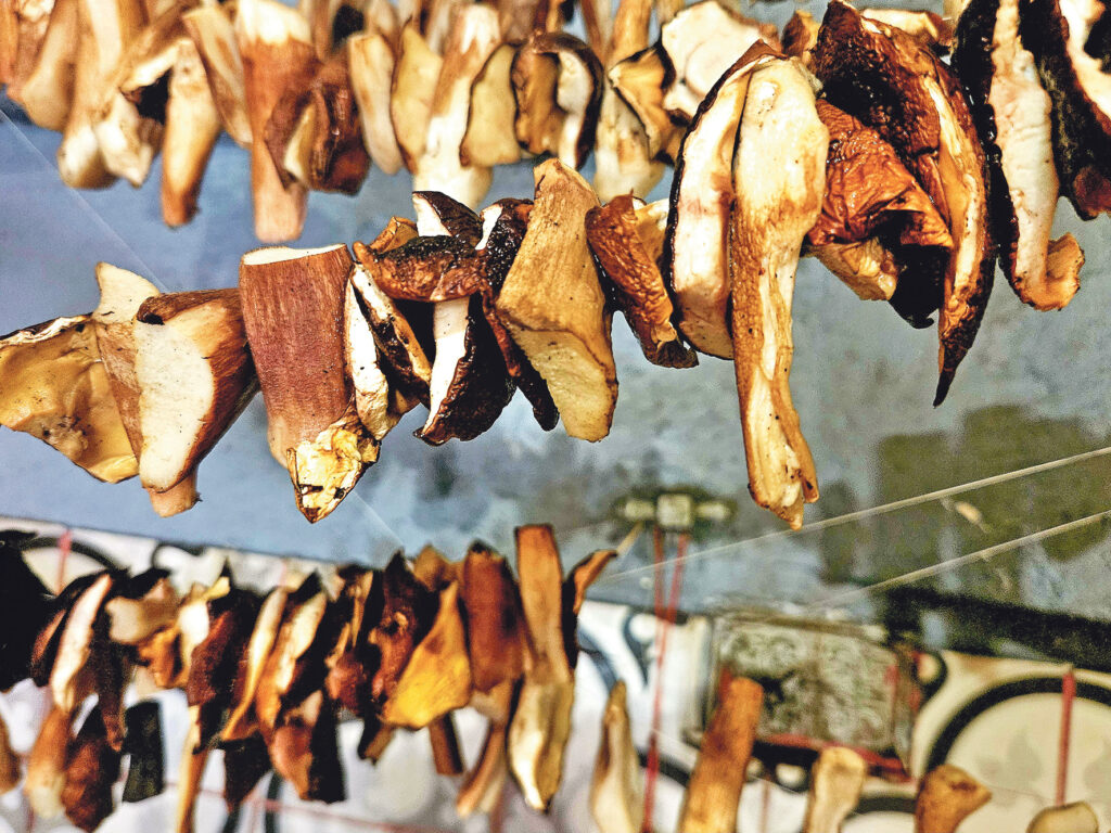 VISAS BARAVIKAS skaisti gozējas uz diedziņa. Atliek gaidīt, kad tās varēs noglabāt ziemai.