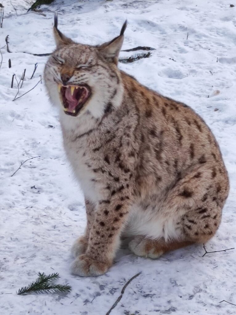 Autors: Foto: Līgatnes dabas takas