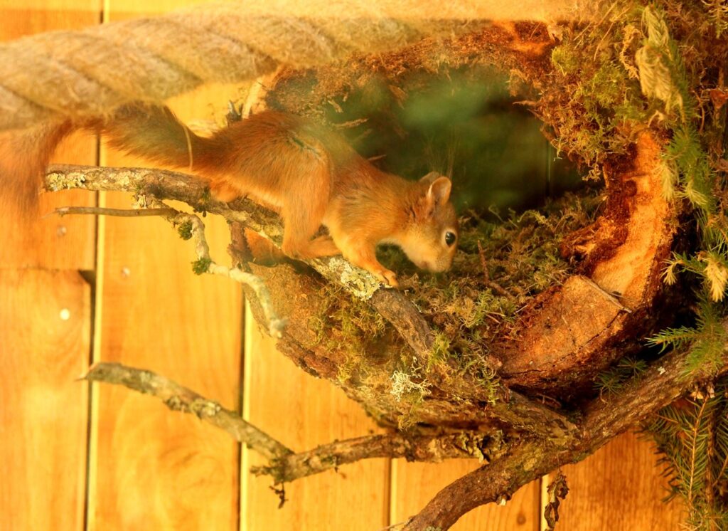 Autors: Foto: Valters Kinna (Dabas aizsardzības pārvaldes Līgatnes dabas takas)