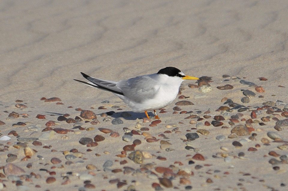 Autors: Foto: Igors Deņisovs