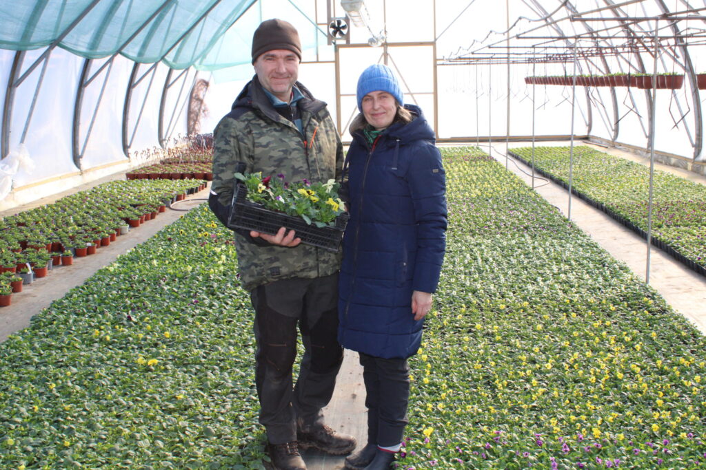 Stādaudzētavas “Raunas stādi” saimnieki Lāsma un Uldis Riekstiņi paši Starptautisko sieviešu dienu nesvin, taču, ja nu kāds vīrietis viņu stādaudzētavā lūko pēc ziedošas dāvanas, ar ko iepriecināt sievietes, tad šobrīd tur zied atraitnītes.