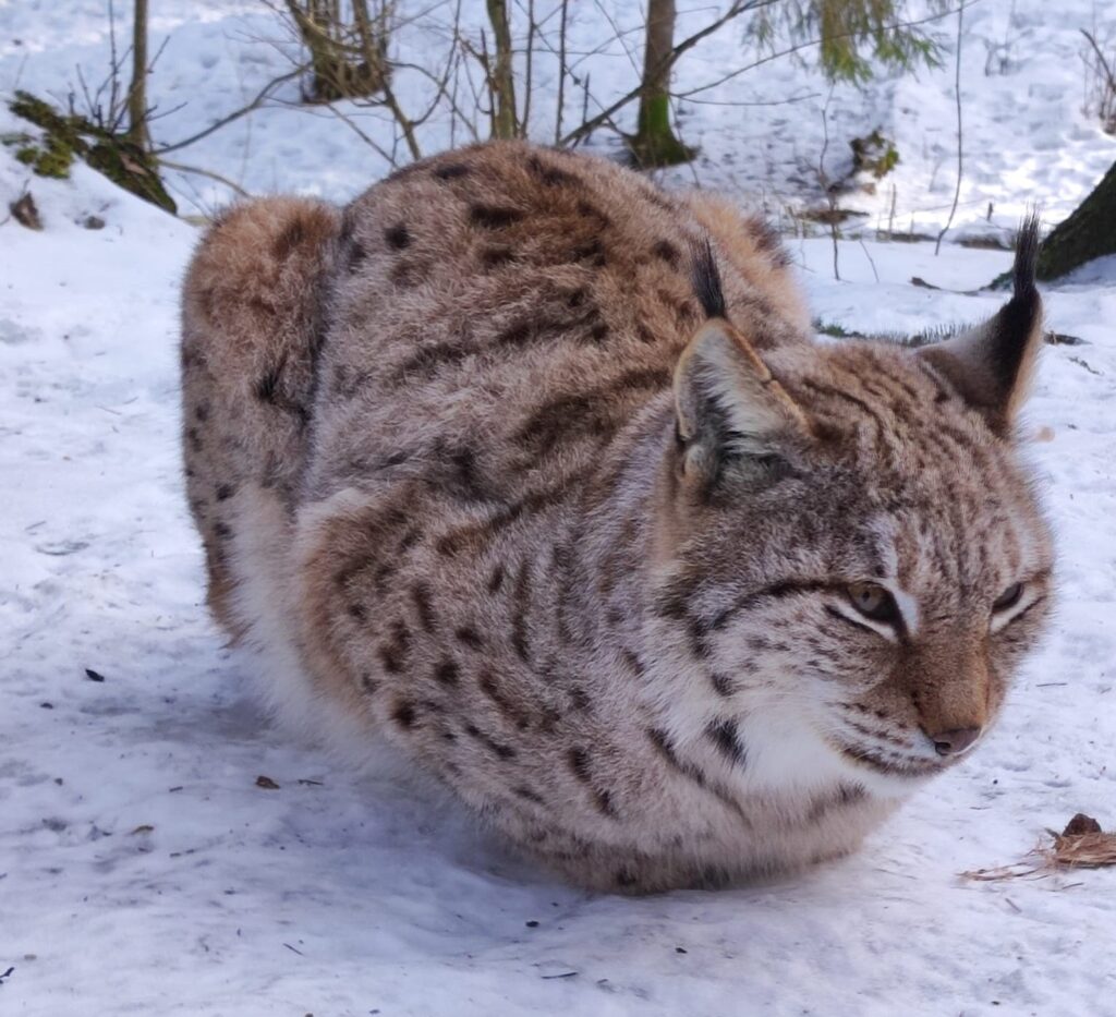 Autors: Foto: Līgatnes dabas takas