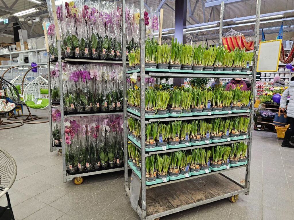 Autors: Foto: Līga Orleana