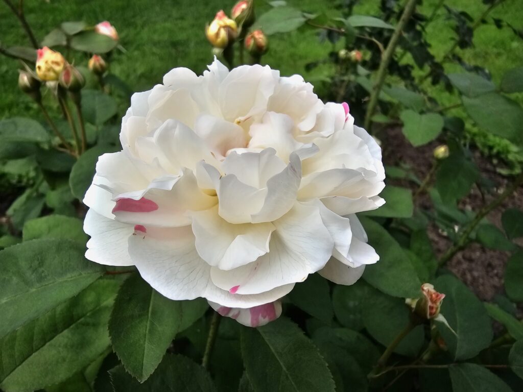 Aluksniesiem.lv raksta attēla aizvietotājs