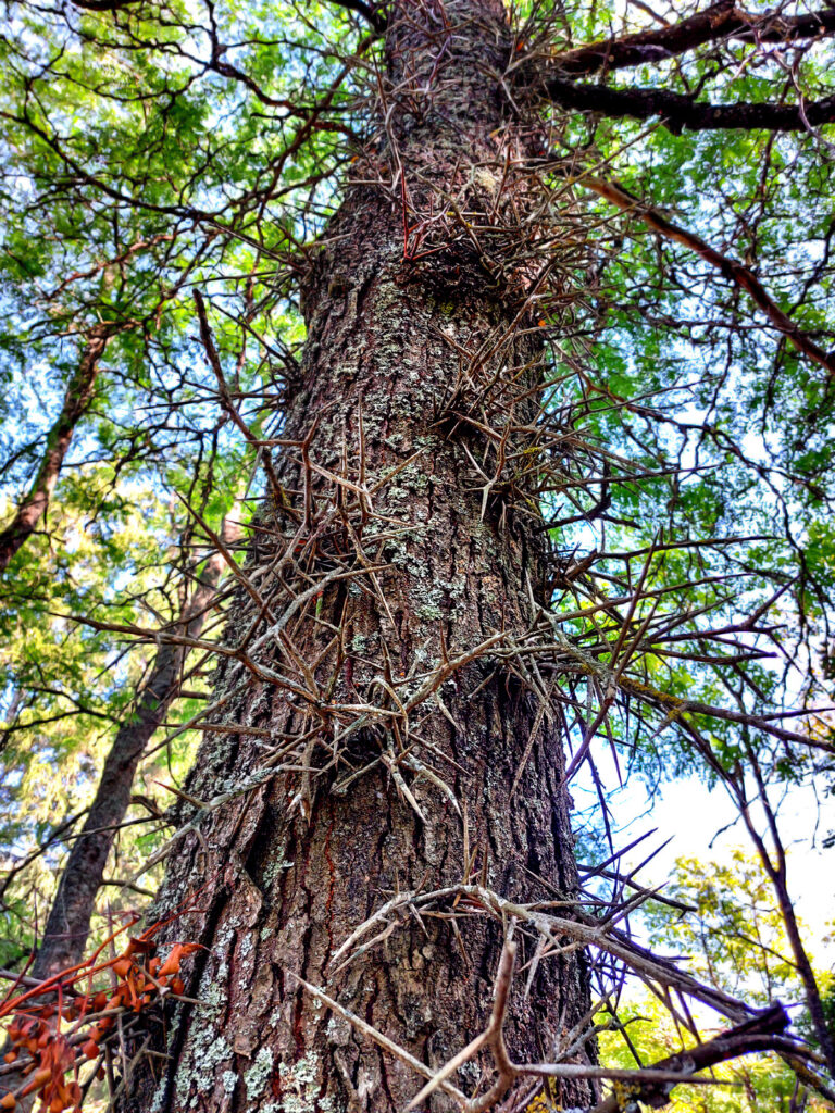 Trīsērkšķu gledīčija.