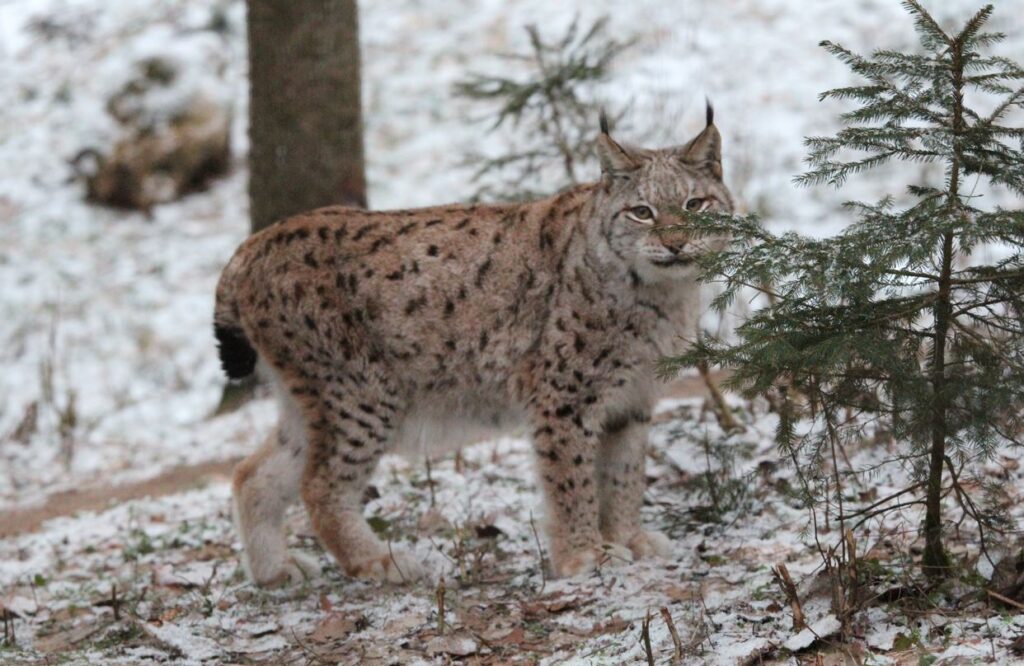 Autors: Foto: Līgatnes dabas takas