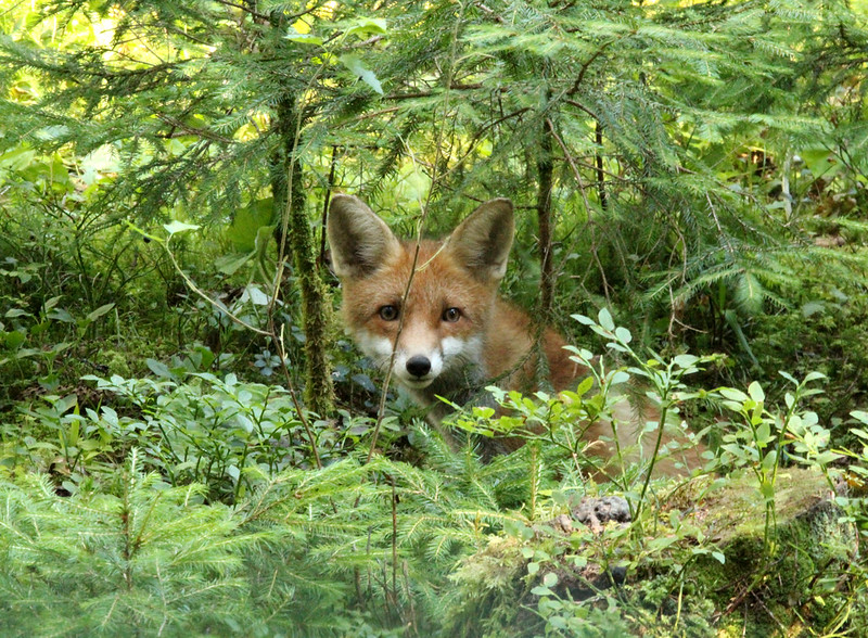 Autors: Foto: Līgatnes dabas takas
