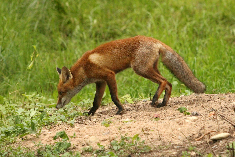 Autors: Foto: Līgatnes dabas takas