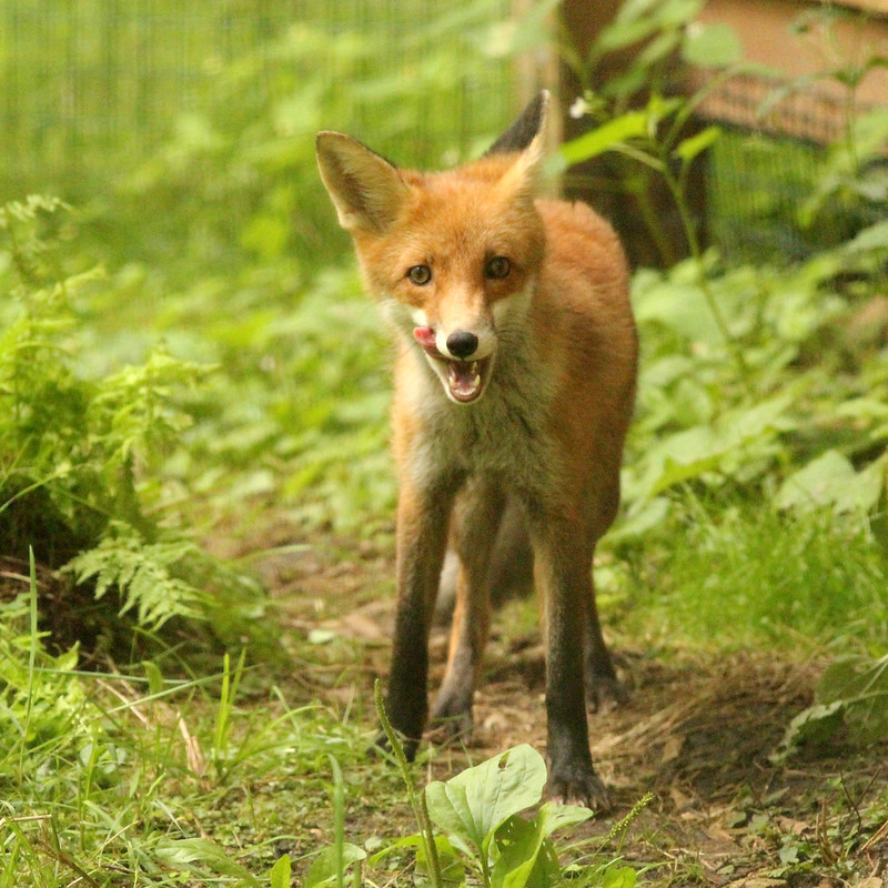 Autors: Foto: Līgatnes dabas takas
