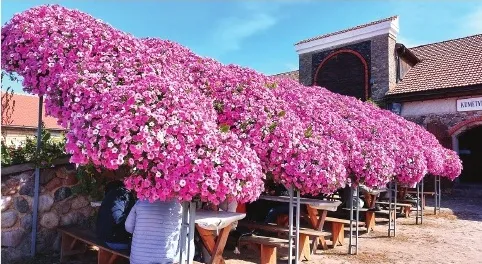 Muižas teritorijā darbojas kafejnīcas, tur var ieturēt pauzi no pastaigas parkā, nobaudot tradicionālos leišu ēdienus, tostarp cepelīnus.