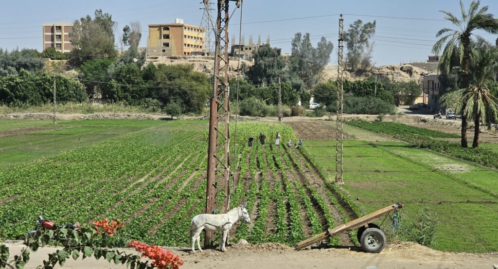 Luksora atrodas Nīlas krastā, ir ar nozīmīgu arheoloģisko mantojumu. Mūsdienās pilsēta ir liela un ļoti apdzīvota, vietējie strādā tūrismā vai nodarbojas ar lauksaimniecību.