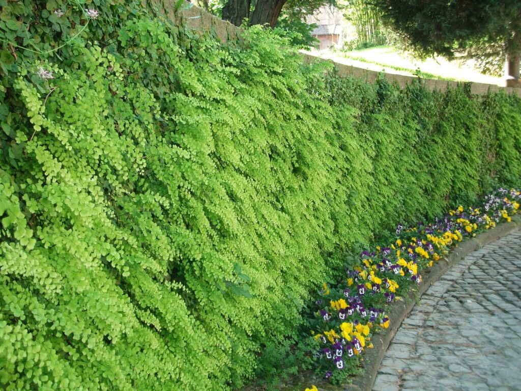 Šādi lielais akmens mūris izskatās no iekšpuses – tā ir vīteņaugiem un kāpelējošiem ziediem apaugusi siena, kas rada dabas harmoniju.
